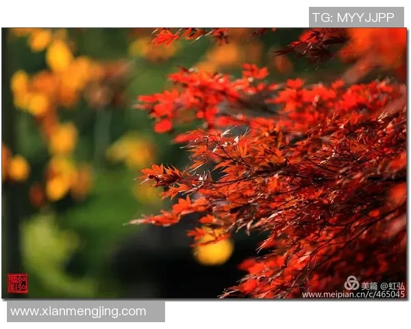 足球明星的名字如诗如画让人陶醉的魅力与韵味尽显其中